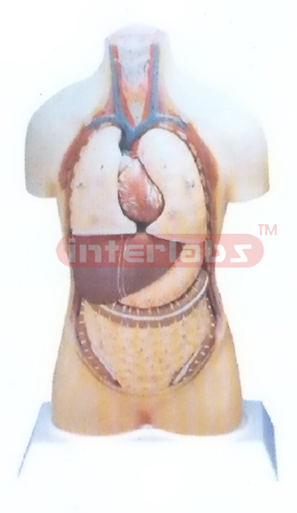 85 CM TALL INDOTYPE HUMAN TORSO MODEL WITHOUT HEAD